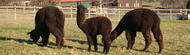 Tai Wind Alpacas